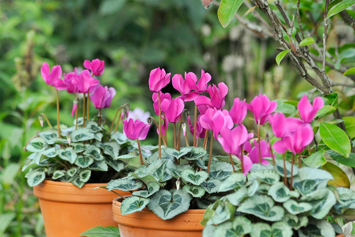 Roze cyclaam in potten.