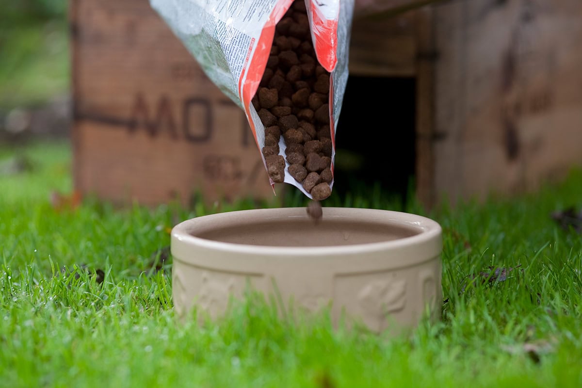 Kattenbrokjes worden in stenen schaaltje gedaan.