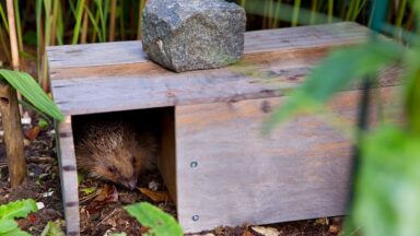 Egel in opening van voederhuis