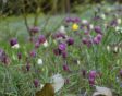 Paarse en witte kievitsbloemen op een veld.