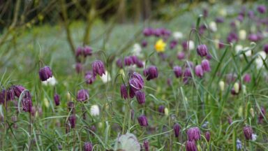 Paarse en witte kievitsbloemen op een veld.