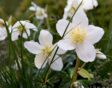 De witte bloemen van Helleborus niger tussen siergras.