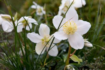 De witte bloemen van Helleborus niger tussen siergras.