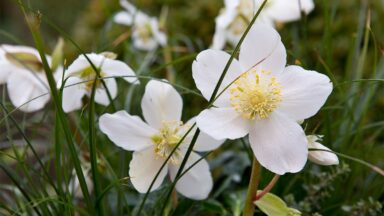 De witte bloemen van Helleborus niger tussen siergras.