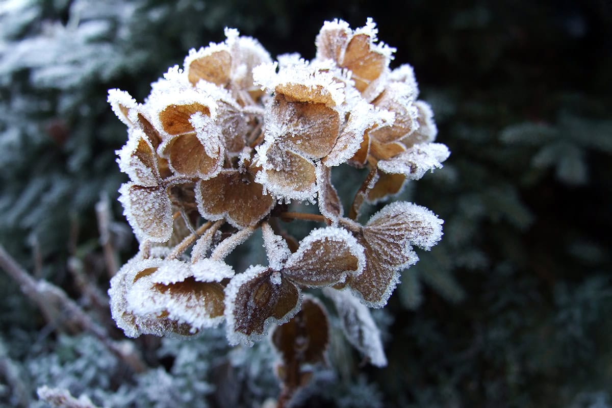 Bevroren uitgebloeide bloem van hortensia.