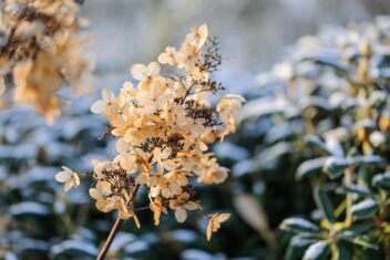Uitgebloeide pluimhortensiabloem met rijp.