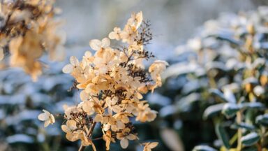 Uitgebloeide pluimhortensiabloem met rijp.