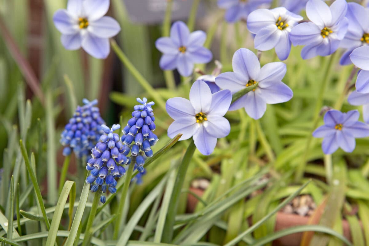 De lila bloemen van Ipheion gecombineerd met blauwe druifjes.