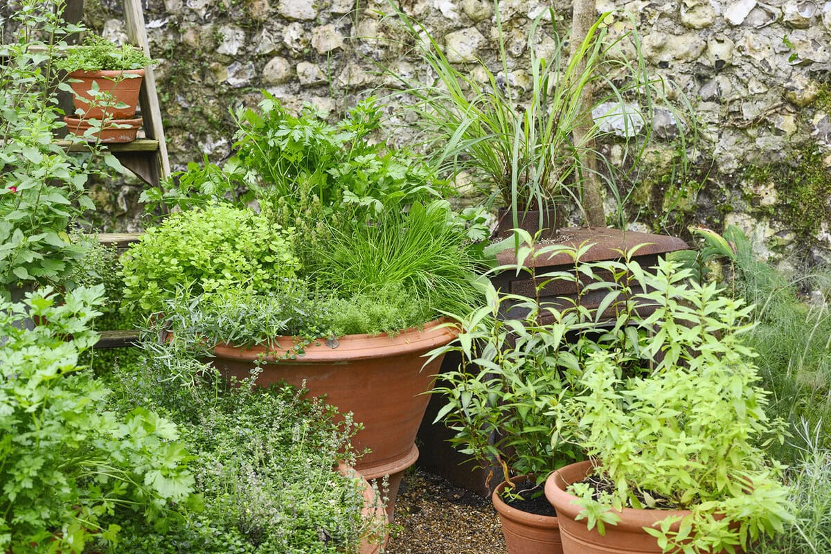 Een kruidentuin gemaakt van meerdere potten.