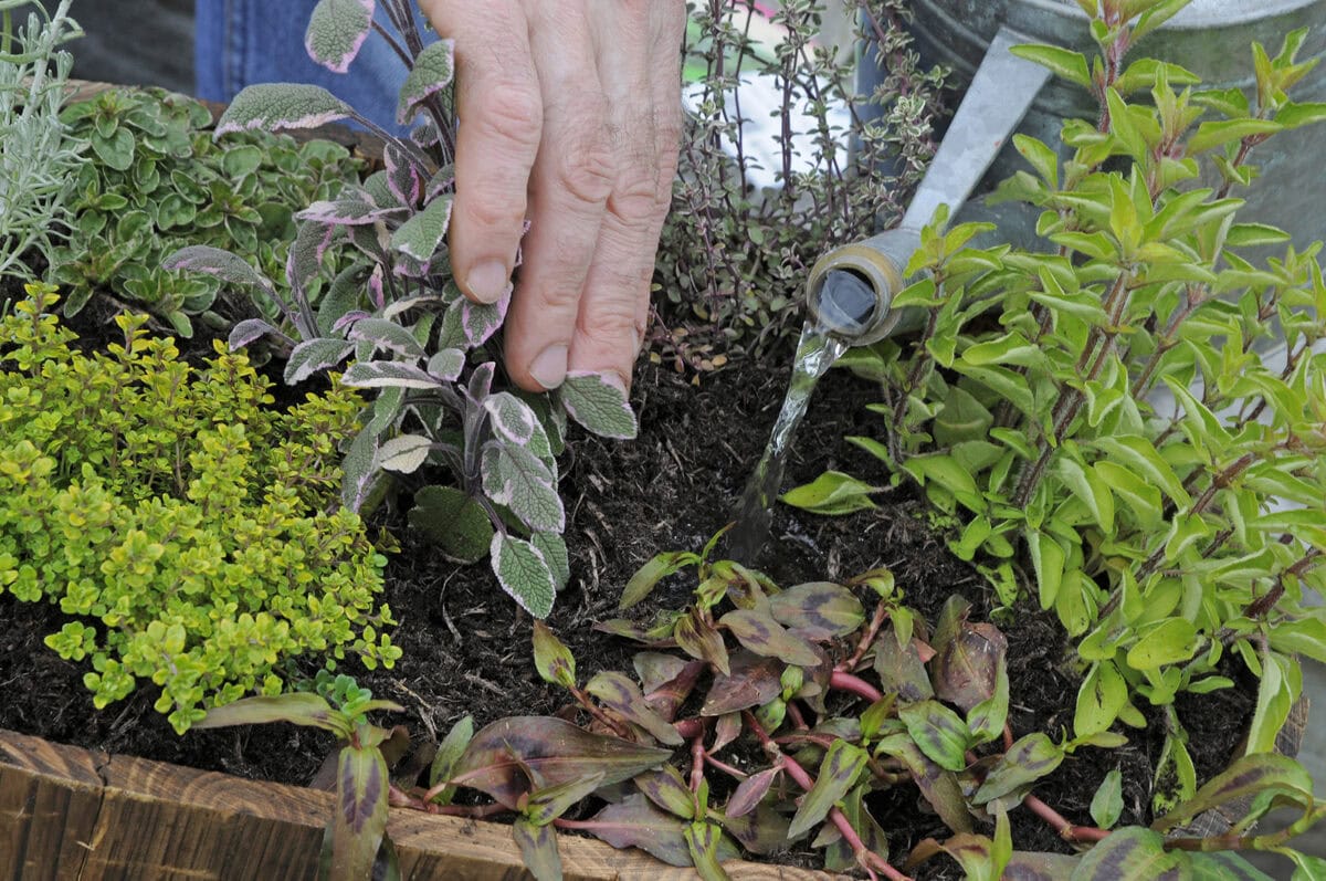 Iemand geeft kruiden in een verhoogde bak water.