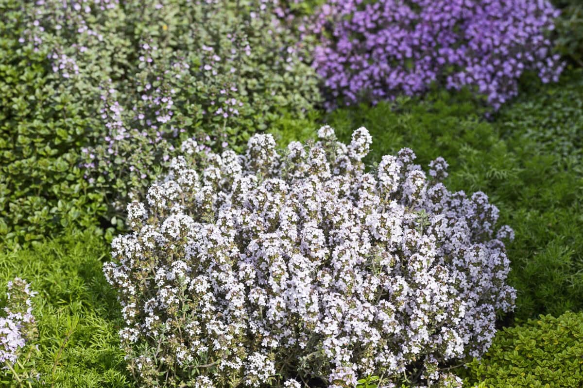 Lage tijmin verschillende kleuren in de tuin.