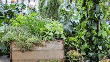 Een kruidentuin met een verhoogde bak.