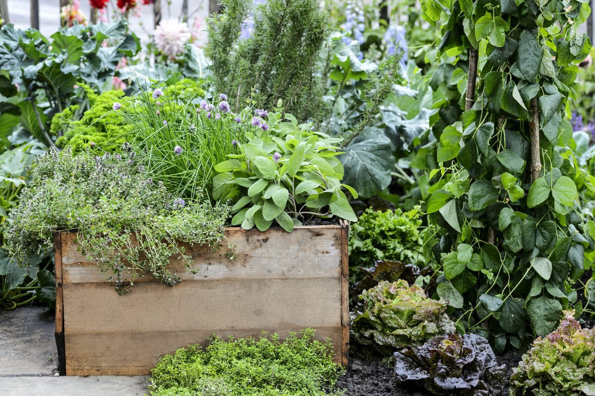 Een kruidentuin met een verhoogde bak.