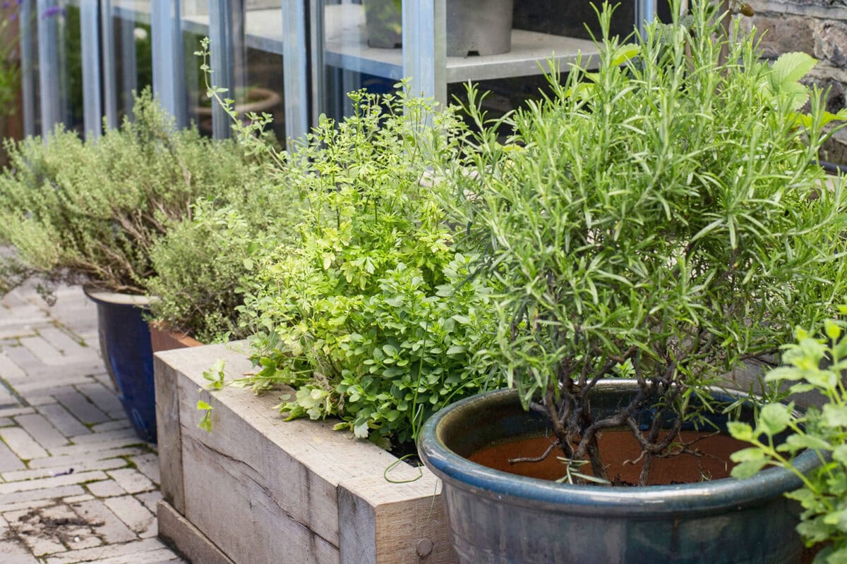 Groene kruiden in potten en een houten, verhoogde bak.