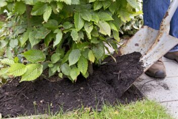 Een spade verspreid mulch over de grond rondom een beukenhaag.