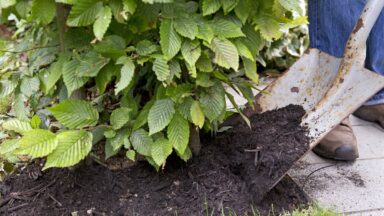 Een spade verspreid mulch over de grond rondom een beukenhaag.