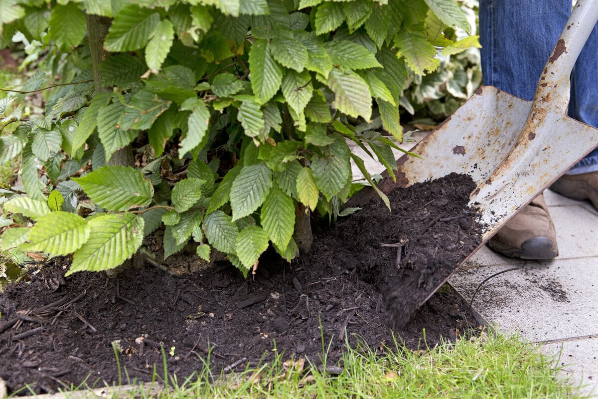 Een spade verspreid mulch over de grond rondom een beukenhaag.