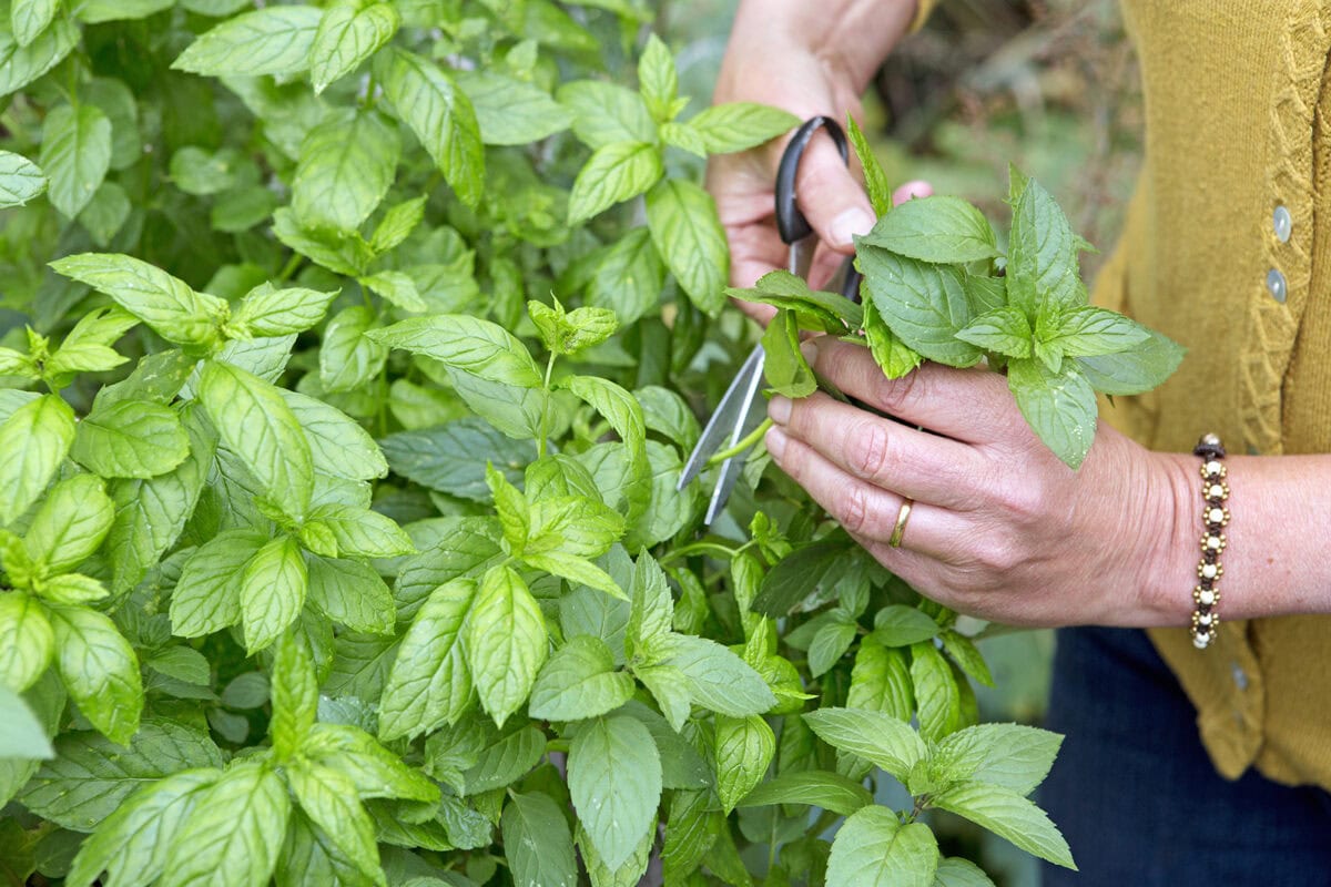 Iemand plukt munt met de hand.