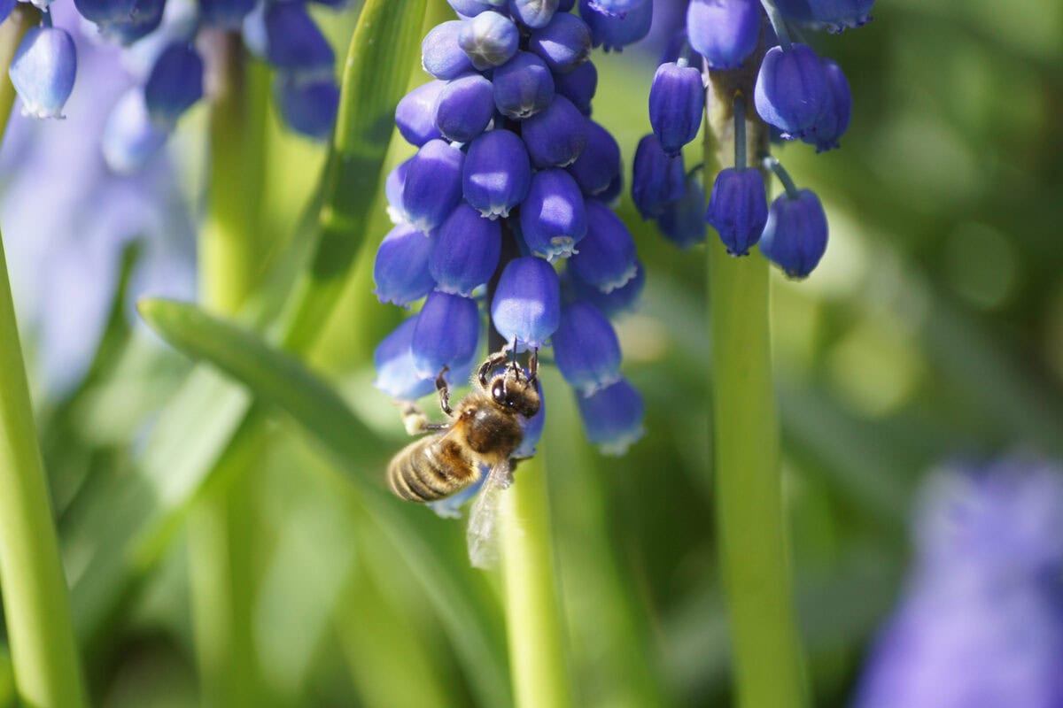 Een bij op de bloem van de blauwe druif, Muscari armeniacum.