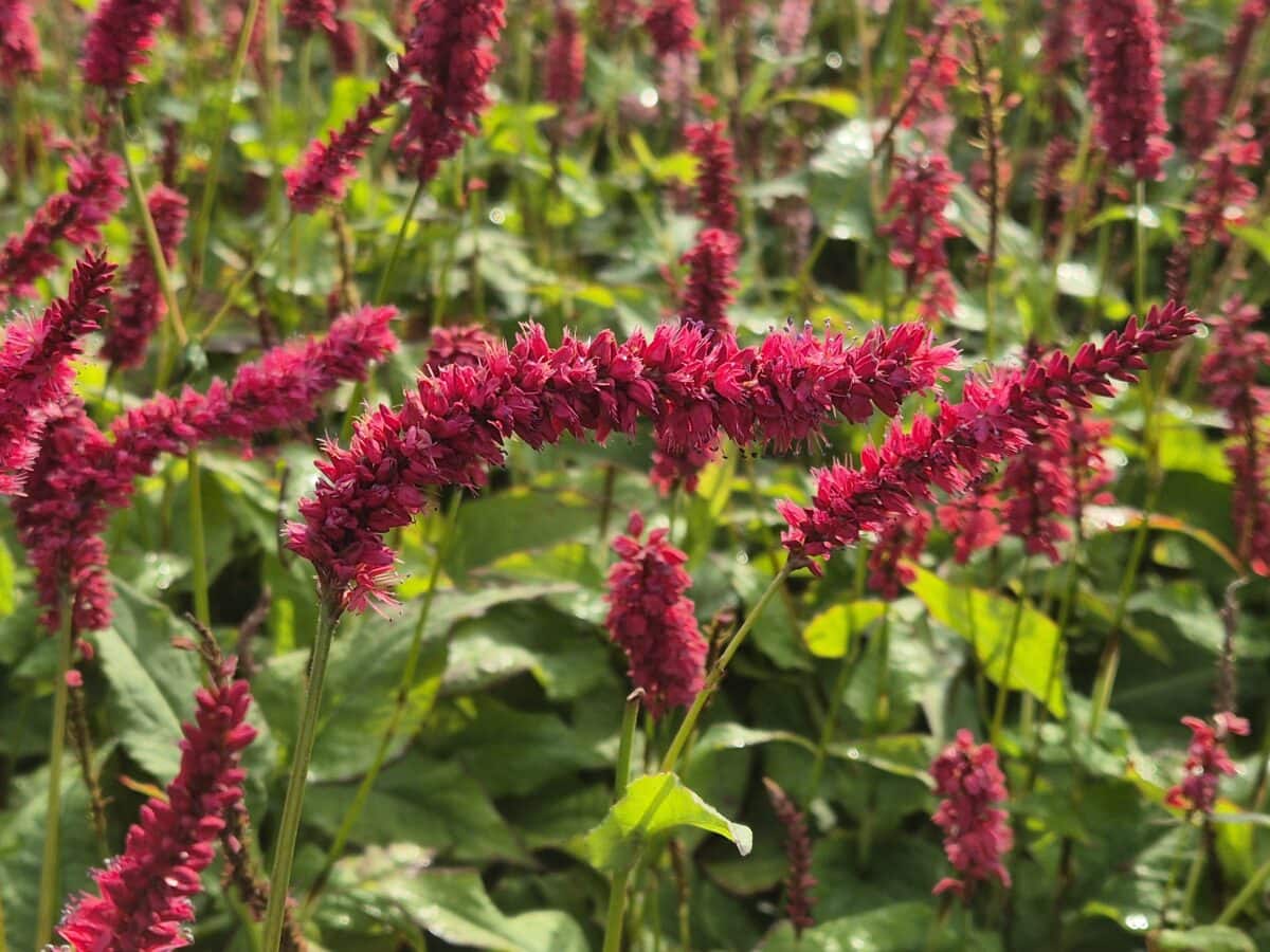 De ranke bloemen van Persicaria amplexicaulus 'Vens Red Pointing Finger'.