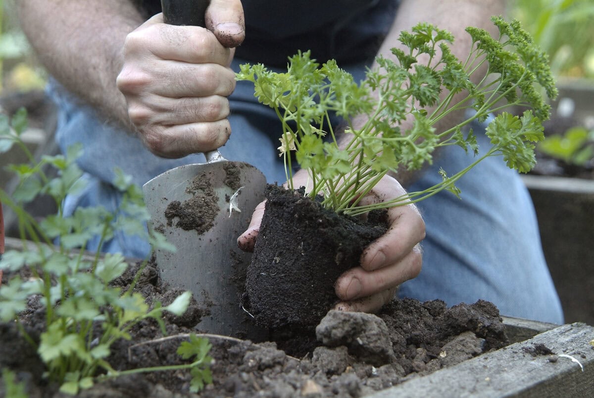 Iemand zet een peterselieplant in een kruidentuin in een verhoogde bak.