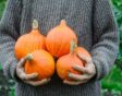 Iemand houdt oranje pompoenen vast in hand