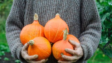 Iemand houdt oranje pompoenen vast in hand