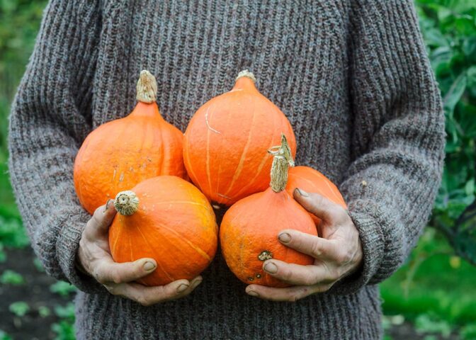 Iemand houdt oranje pompoenen vast in hand