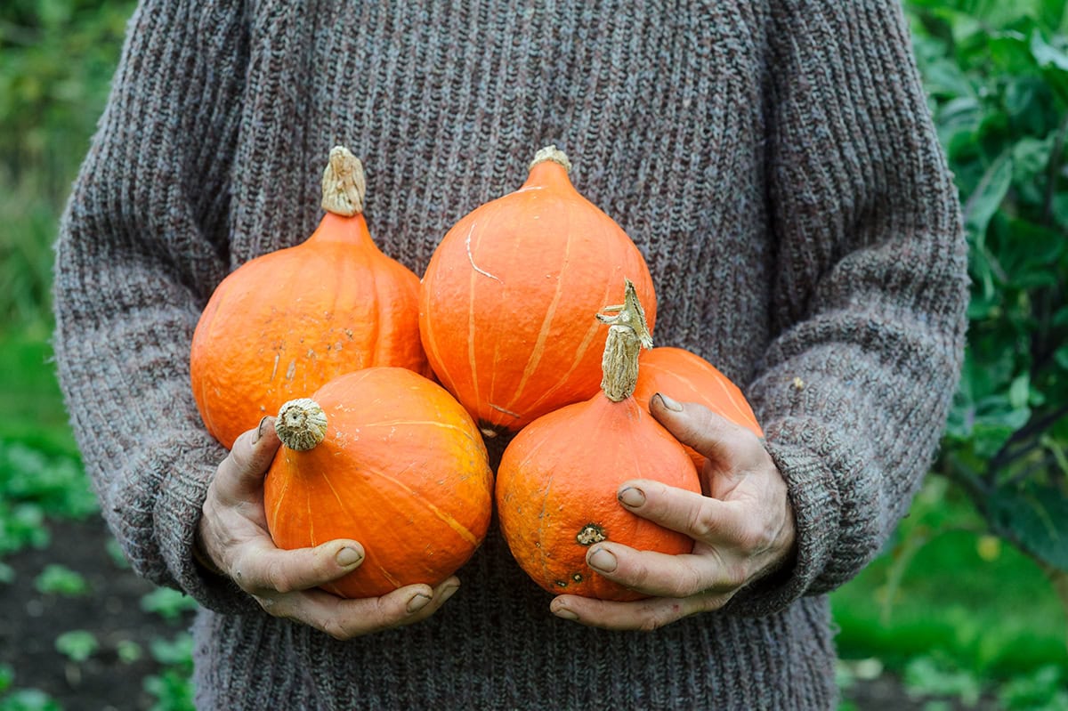 Iemand houdt oranje pompoenen vast in hand