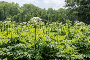 Afbeelding voor Waarom de reuzenberenklauw zo gevaarlijk is