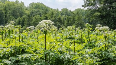 thumbnail voor Waarom de reuzenberenklauw zo gevaarlijk is