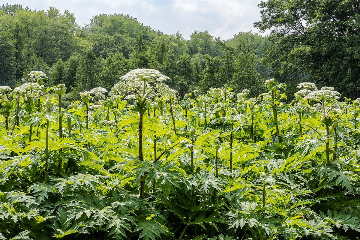 Grote planten met enorme veerdelige bladeren en grote witte schermbloemen