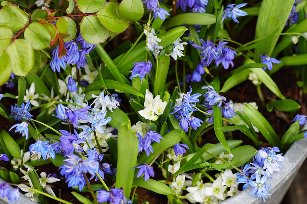 Scilla gecombineerd met ornithogalum in een pot.
