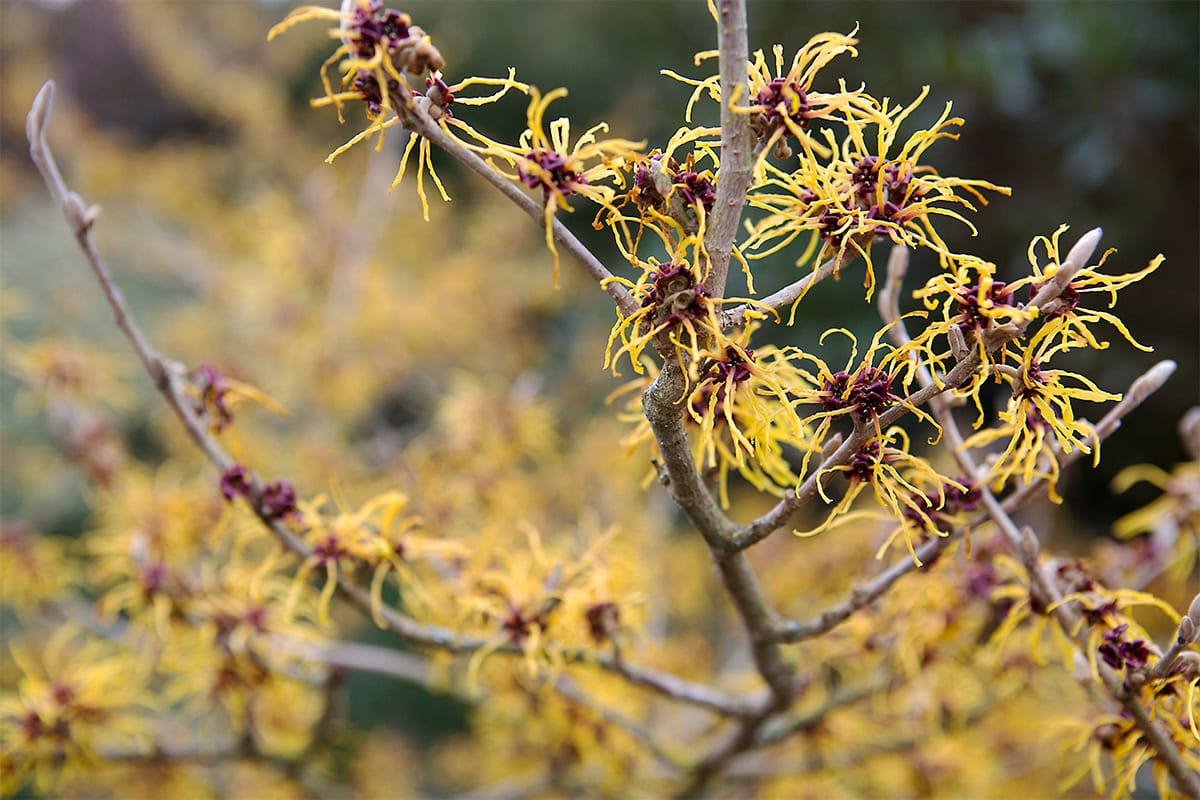 Toverhazelaar Hamamelis 'Barmstedt Gold' met zijn goudkleurige, spinachtige bloemen met een donkerrood hart.