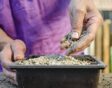 Gebruik vermiculiet onder andere als bovenste laag in zaaibakken.