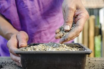 Gebruik vermiculiet onder andere als bovenste laag in zaaibakken.