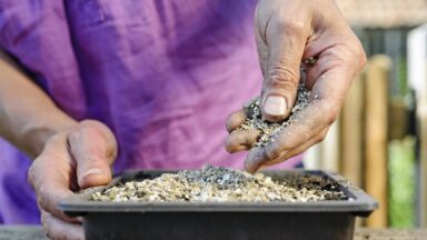 Gebruik vermiculiet onder andere als bovenste laag in zaaibakken.