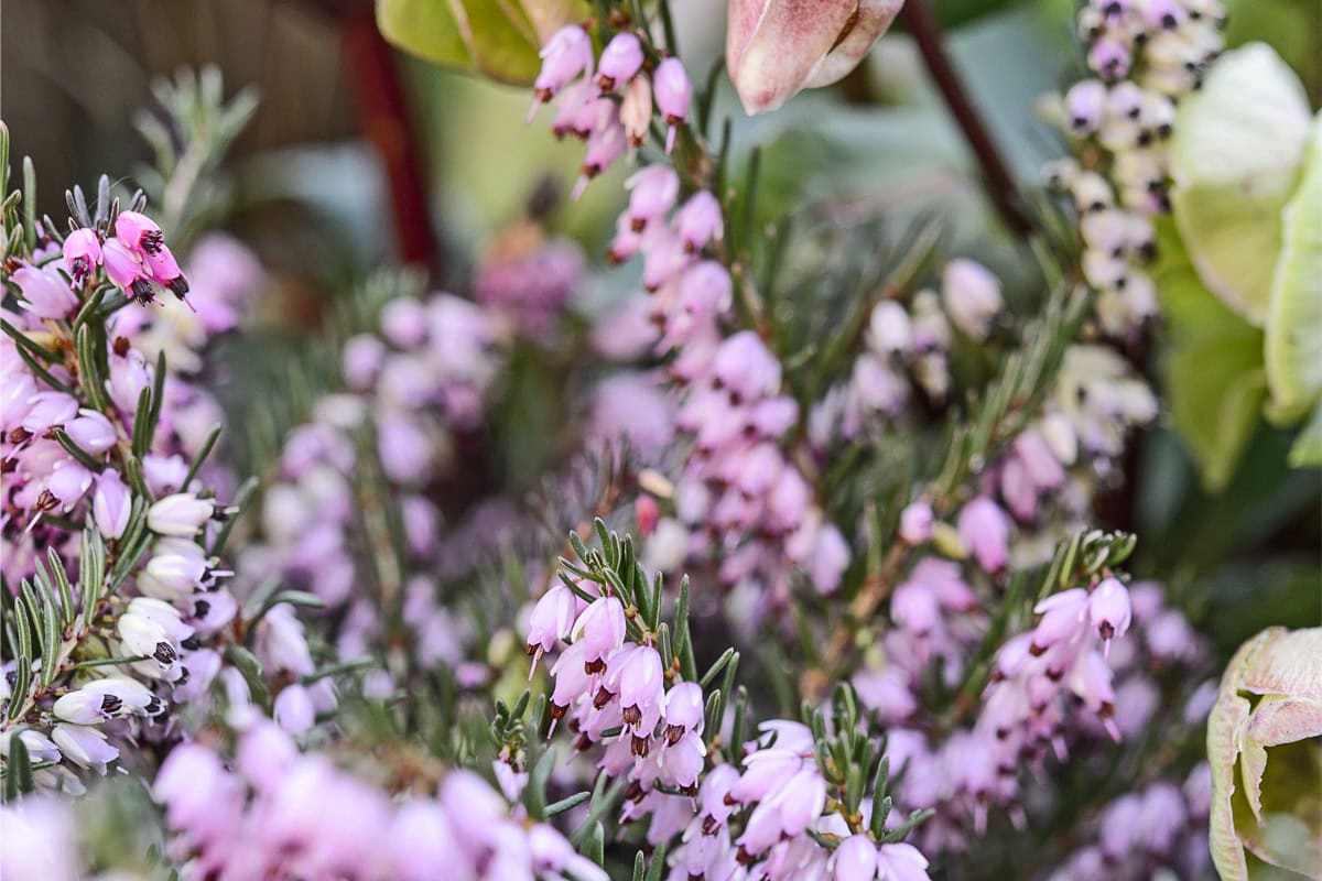 Winterheide (Erica carnea) met roze bloemen.