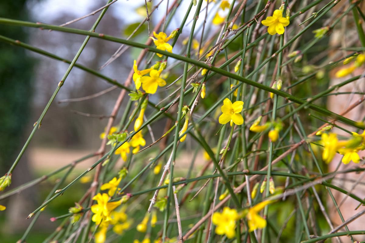 De gele bloemen en bladloze, groene stengels van winterjasmijn.