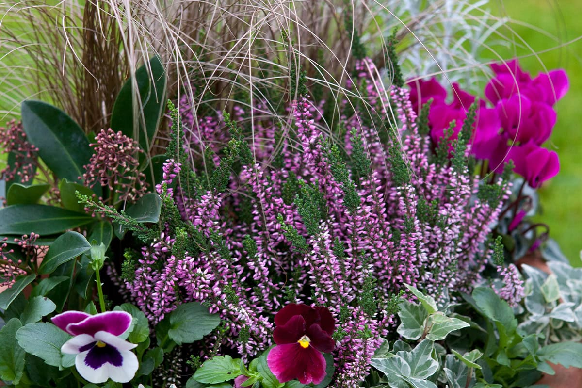 Een verzameling van winterharde planten, zoals Viola 'Raspberry Sunday', klimop, alpencyclaam, skimmia, kerrieplant en zegge.