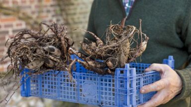 Dahlia's uit de grond halen en opbergen