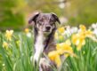 giftige planten voor honden: narcissen