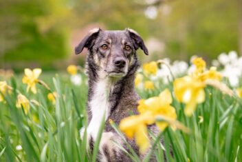giftige planten voor honden: narcissen