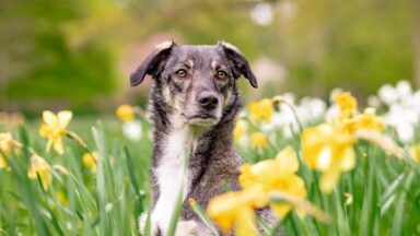 giftige planten voor honden: narcissen
