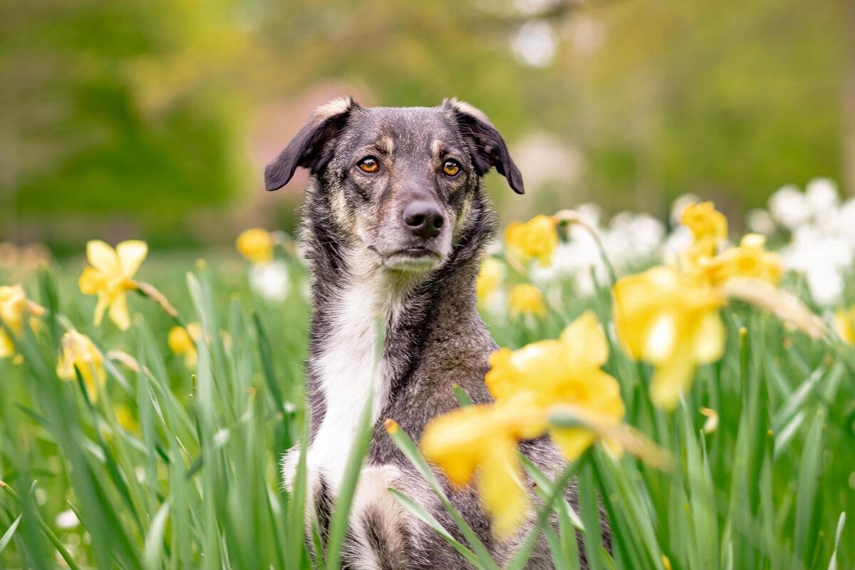 giftige planten voor honden: narcissen
