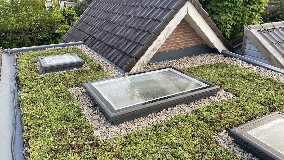 plat groen dak met sedum
