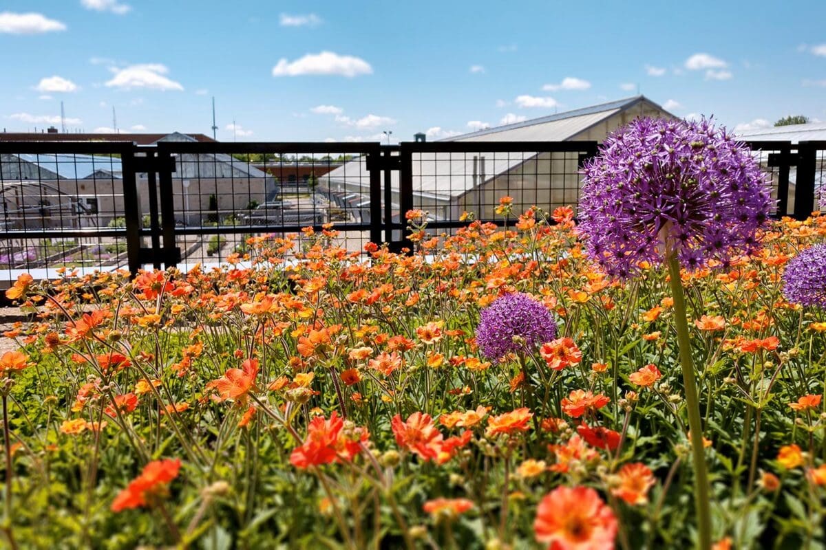 Intensief groen dak met alliums en klaprozen
