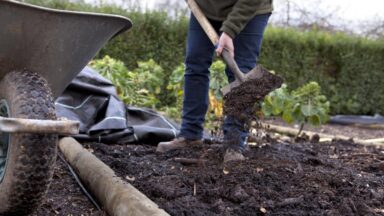 moestuin bemesten met stalmest