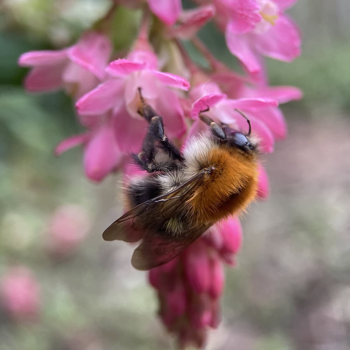 Een akkerhommel geniet van de bloem van de rode ribes.