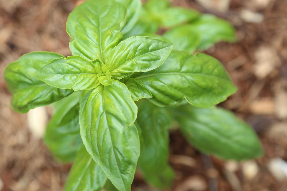 Basilicum in de tuin.